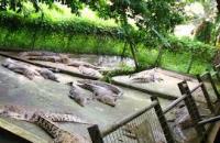 Crocodile Farm