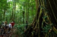 Danum Valley Conservation Area , Lahad Datu 