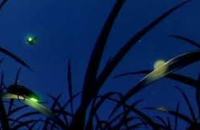 Kampung Kuantan Fireflies
