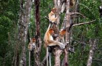 Labuk Bay Proboscis Monkey Sanctuary , Sandakan 