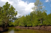 Langkawi Mangroves