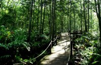 Matang Mangrove Forest Reserve