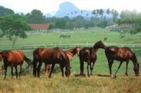 National Stud Farm