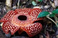 Rafflesia Information Centre , Tambunan 