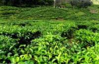 Sabah Tea Garden , Ranau 