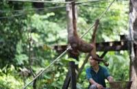 Sepilok Orang Utan Sanctuary , Sandakan 