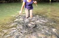 'Tagal' Sungai Moroli, Kampung Luanti - Fish Massage , Ranau 
