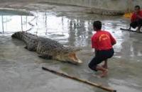 Tuaran Crocodile Farm , Tuaran 