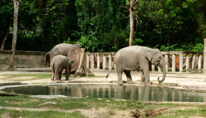 Taiping Zoo