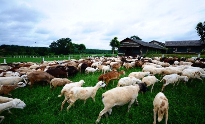 UK farm