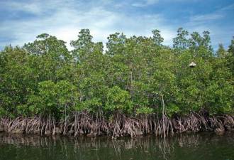 mangroves