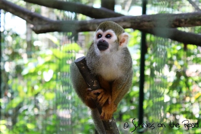 Lok-Kawi-Wildlife-Park-Tour