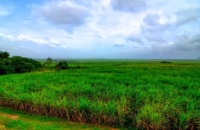 Chuping Sugar Cane Plantation