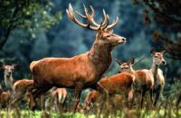 Deer and Ostrich Breeding Centre