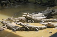 Jong Crocodile Farm