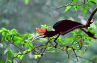 Kuala Gula Bird Sanctuary