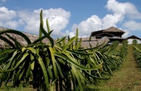 Zenxin Organic Park