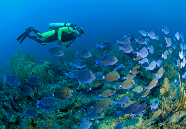 Diving in Mantanani Island