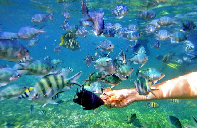 Snorkeling in Redang