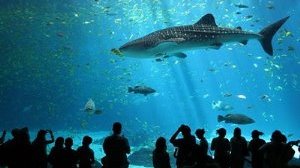 Langkawi Underwater World inside