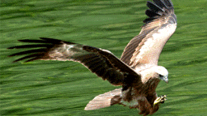 Langkawi bird tour