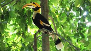 bird watching in langkawi