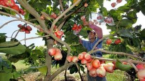 fruit farm in langkwi