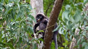 jungle trekking - Dusky_Leaf_Monkey_Langkawi3