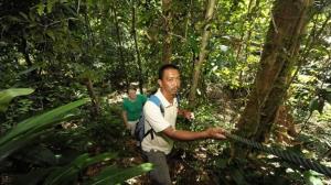 jungle-trekking in langkawi