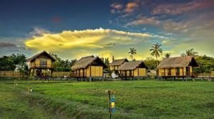 laman padi side view