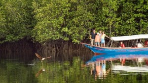 langkawi mangrove tour