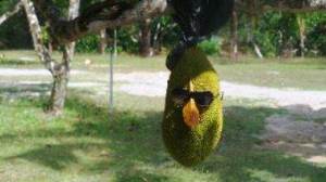 langkawi_fruit star