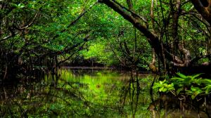 mangrove-forest langkawi