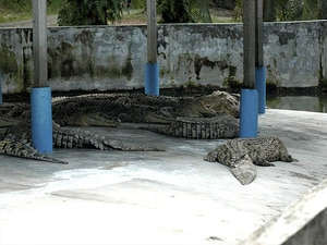 Teluk Sengat Crocodile Farm