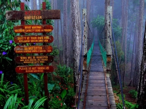 Canopy-Walkway