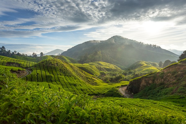 Cameron Highlands