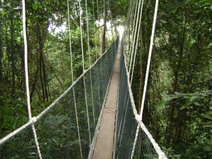 canopy walk