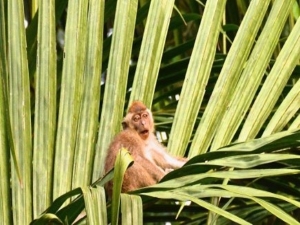 Proboscis Monkeys 