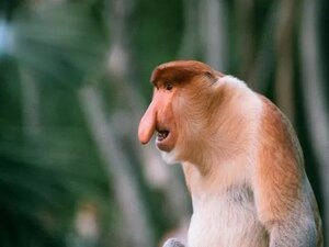 Proboscis-Monkeys 