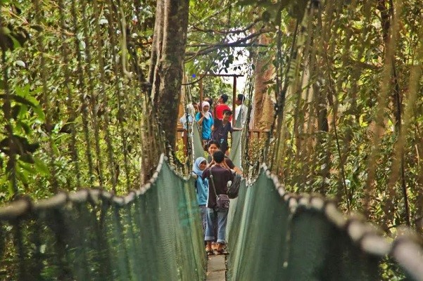 Canopy Walk