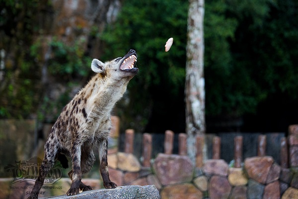 Lost World of Tambun Animal