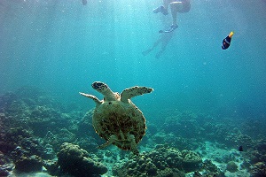 Lipe Snorkeling