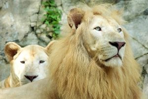 Sunway Lagoon Wildlife Park