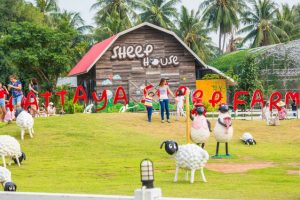 Hua Hin Swiss Sheep Farm