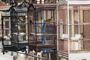 Bird
