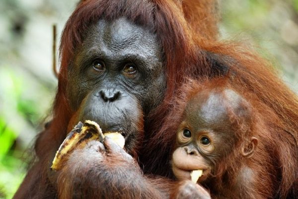 Sarawak Semmenggoh Wildlife