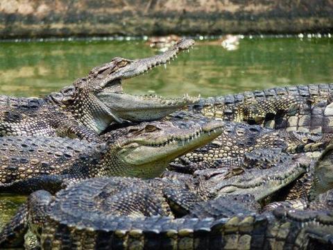 Sarawak Crocodile