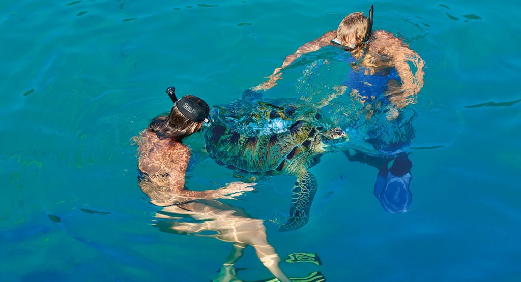 turtle snorkelling feeding redang