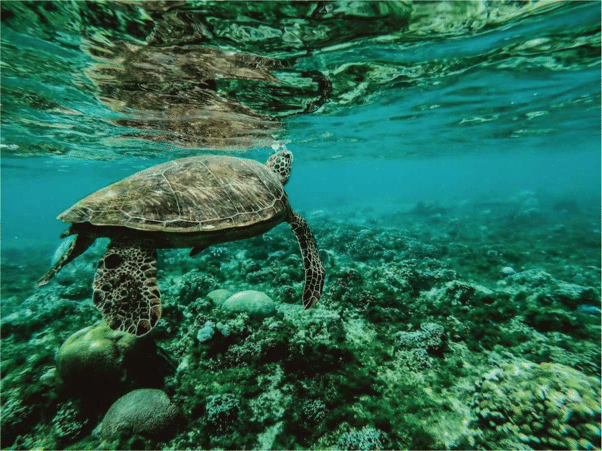 sea turtle swimming in clear water pulau redang