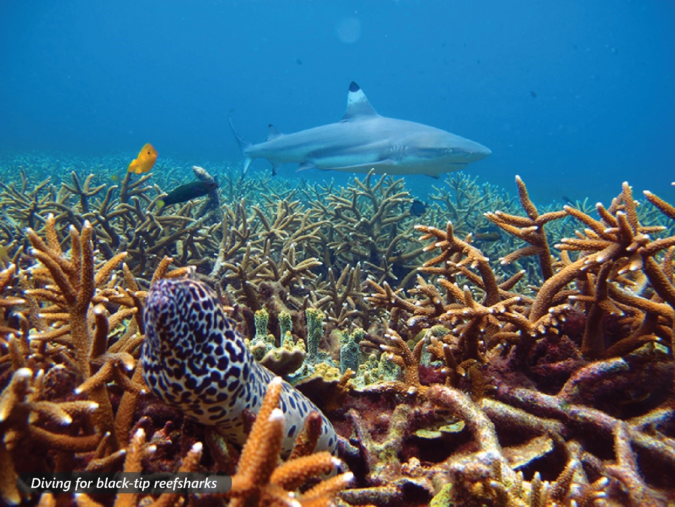 black tip reef shark at pulau redang